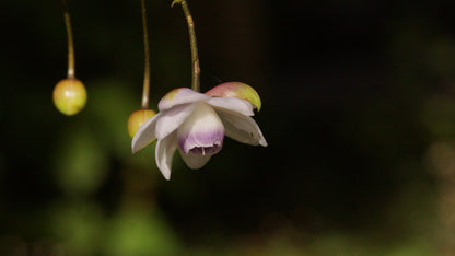 Anemonopsis macrophylla - Japan-Scheinanemone