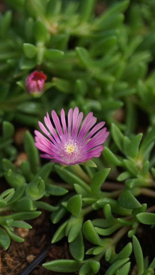 Delosperma Hybride 'Veilchenhonig' - Mittagsblume