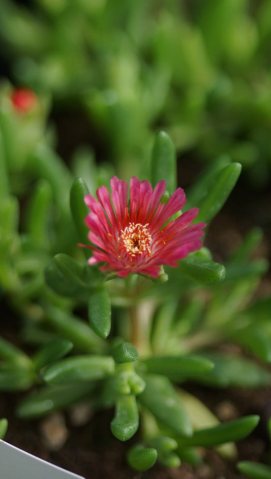 Delosperma Hybride 'Solazo' - Mittagsblume