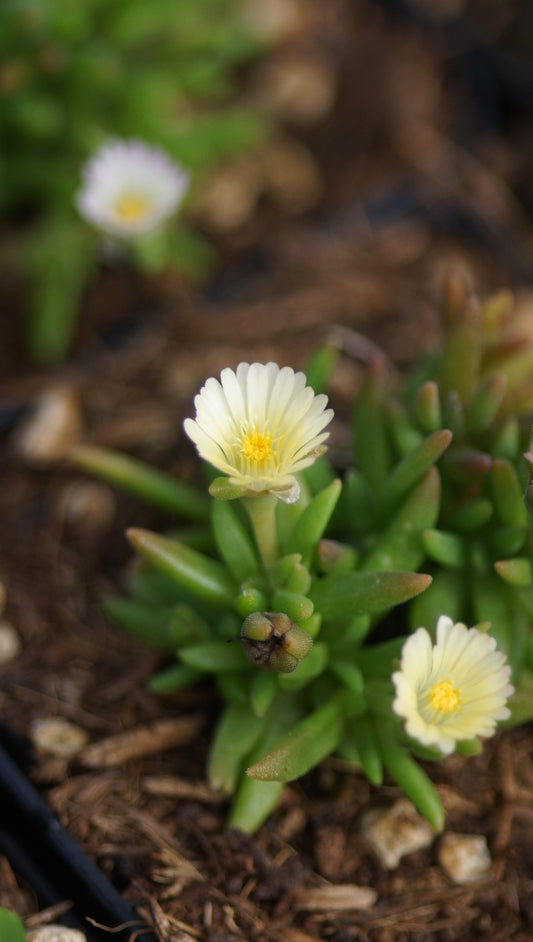 Delosperma Hybide 'Mondschein' - Mittagsblume