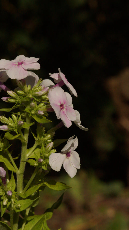 Phlox paniculata 'Apfelblüte' - Hoher Stauden-Phlox