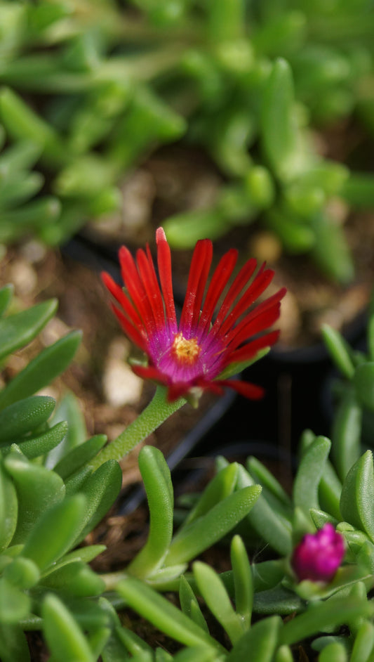 Delosperma Hybride 'Jacobs Red' - Mittagsblume