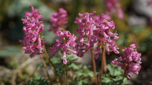 Corydalis solida 'Beth Evans' - Gefingerter Lerchensporn