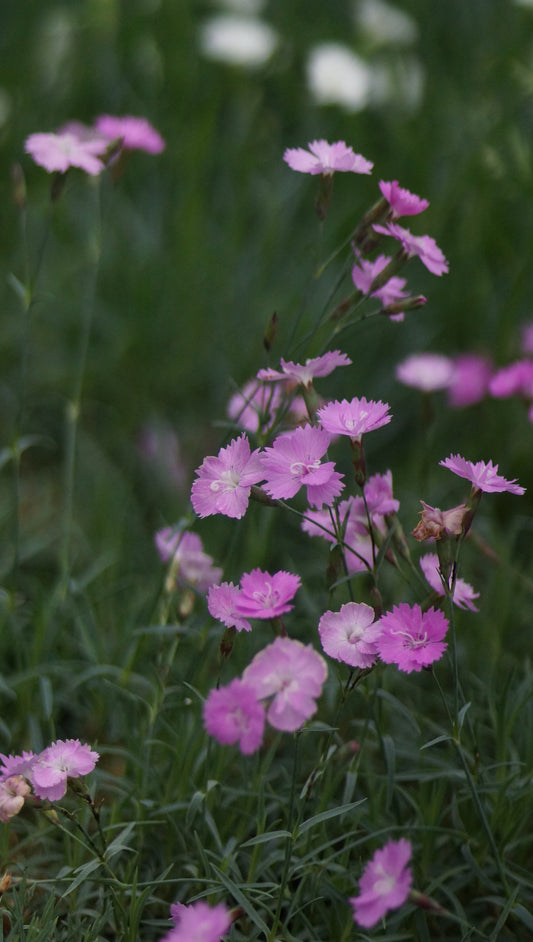 Dianthus gratianopolitanus 'Eydangeri' - Pfingst-Nelke