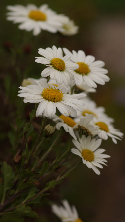Arctanthemum arcticum 'Stella' - Grönlandmargerite