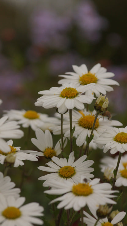 Arctanthemum arcticum 'Stella' - Grönlandmargerite
