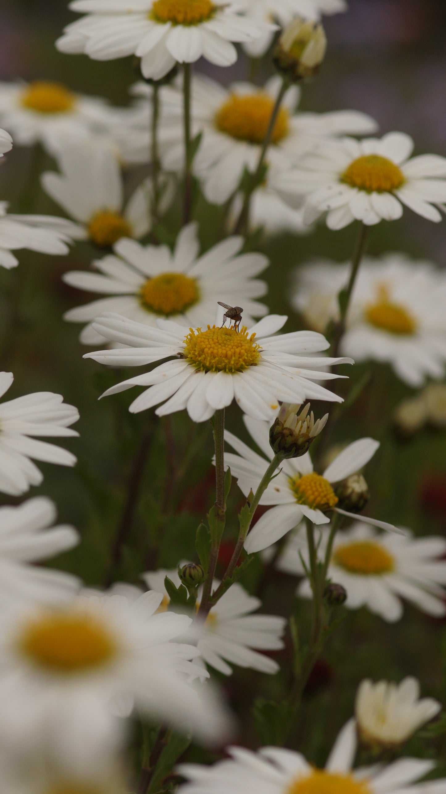 Arctanthemum arcticum 'Stella' - Grönlandmargerite