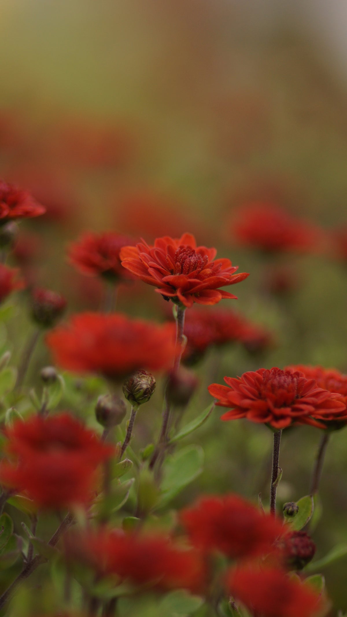 Chrysanthemum Indicum-Hybride 'Edith'