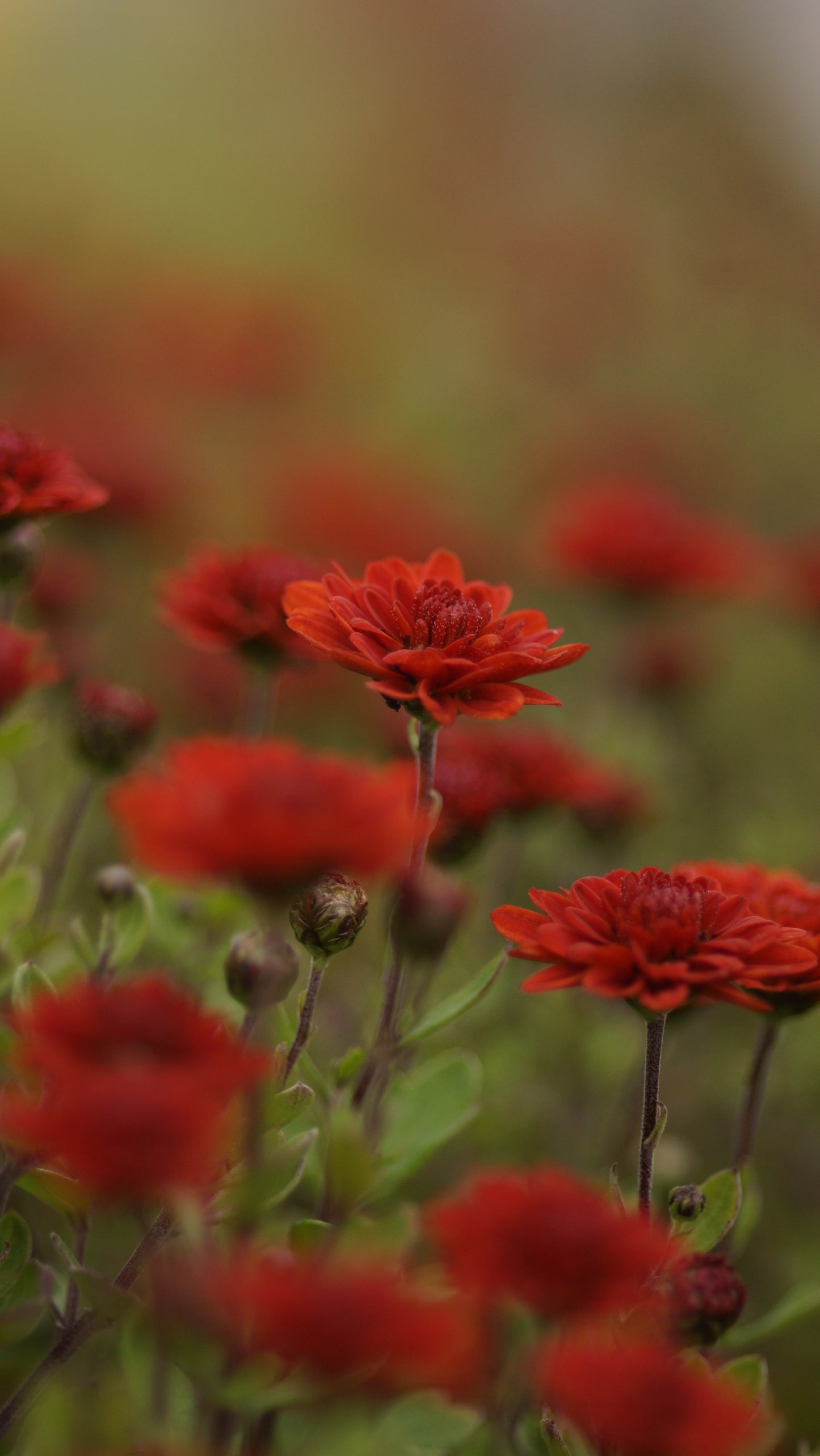 Chrysanthemum Indicum-Hybride 'Edith' - Herbst-Chrysantheme