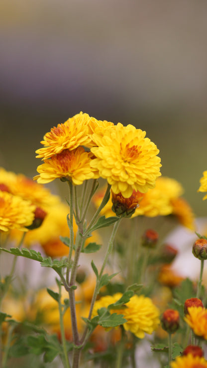 Chrysanthemum Indicum-Hybride 'Bienchen' - Herbst-Chrysantheme
