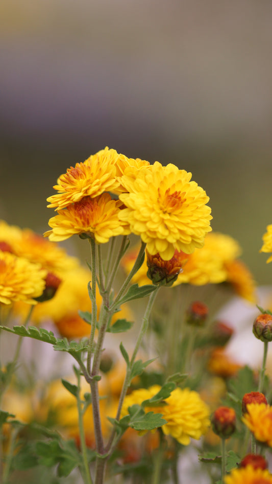 Chrysanthemum Indicum-Hybride 'Bienchen' - Herbst-Chrysantheme