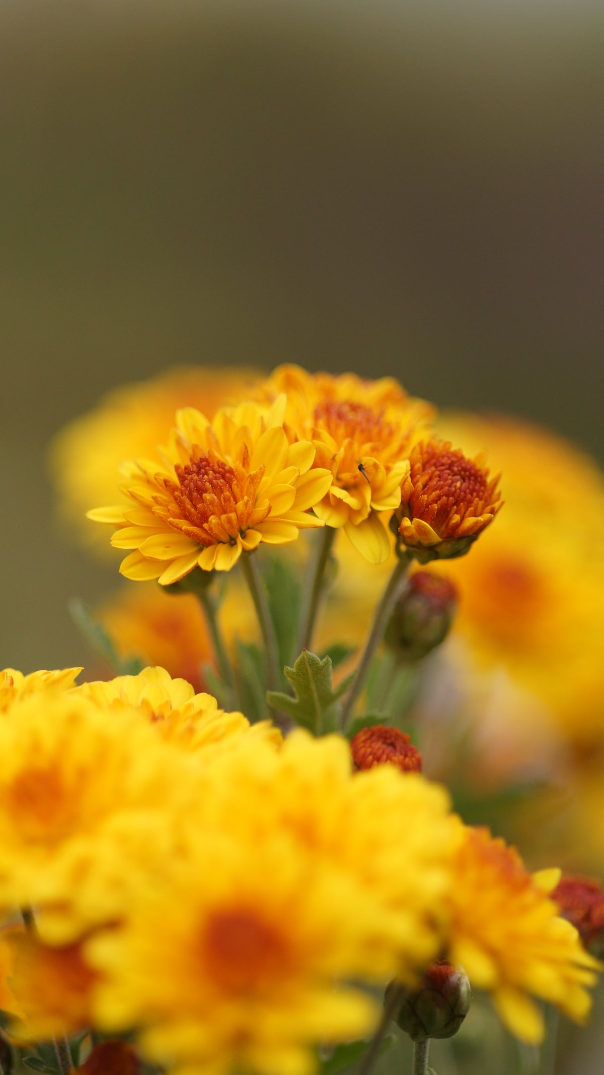 Chrysanthemum Indicum-Hybride 'Bienchen' - Herbst-Chrysantheme