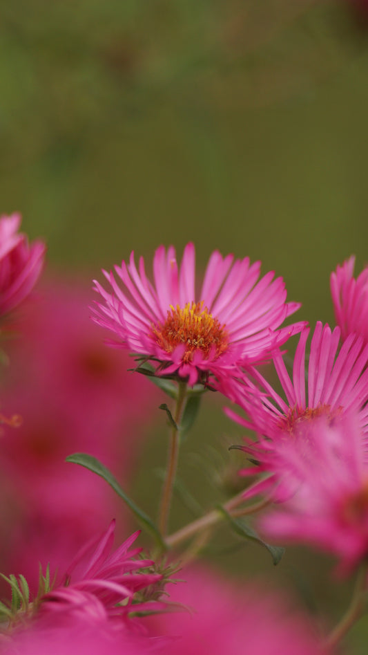 Aster novae-angliae 'Alma Pötschke' - Raublatt-Aster