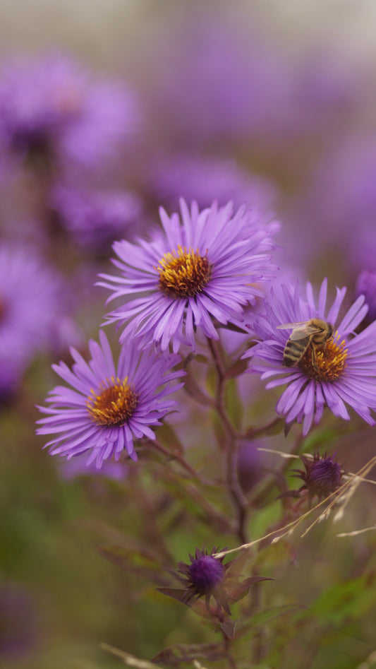 Aster novae-angliae 'Constance' - Raublatt-Aster