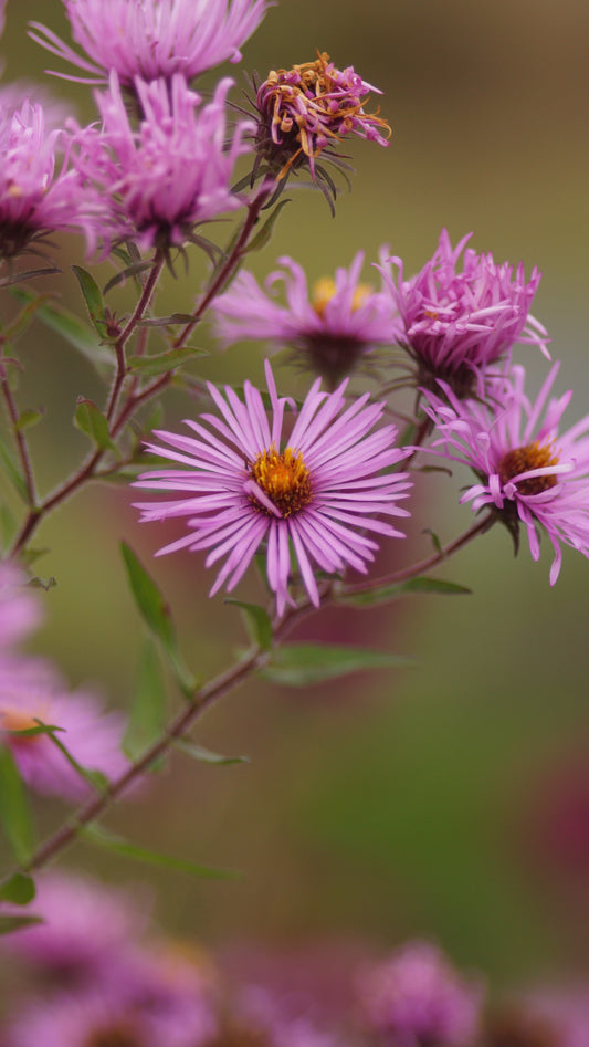Aster novae-angliae 'Andenken an Paul Gerber' - Raublatt-Aster