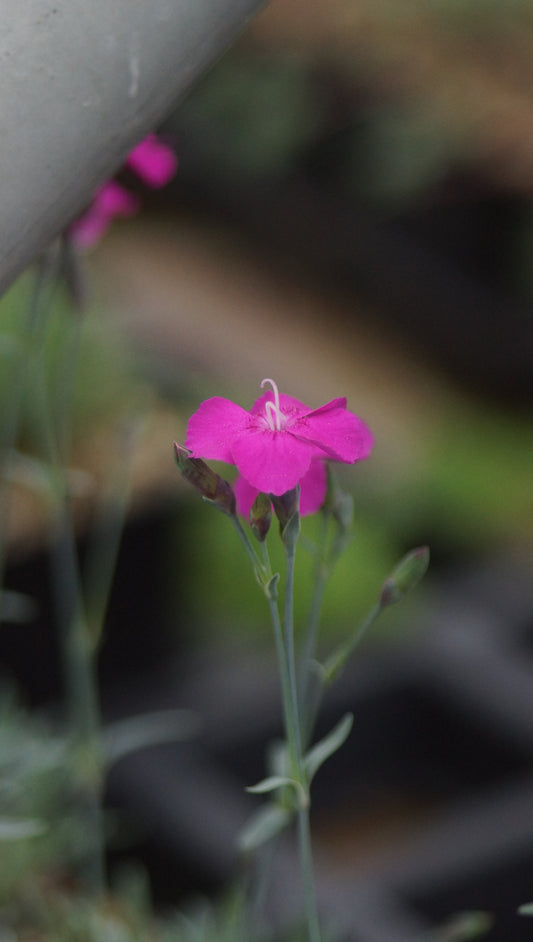 Dianthus gratianopolitanus 'Babi Lom'- Pfingst-Nelke