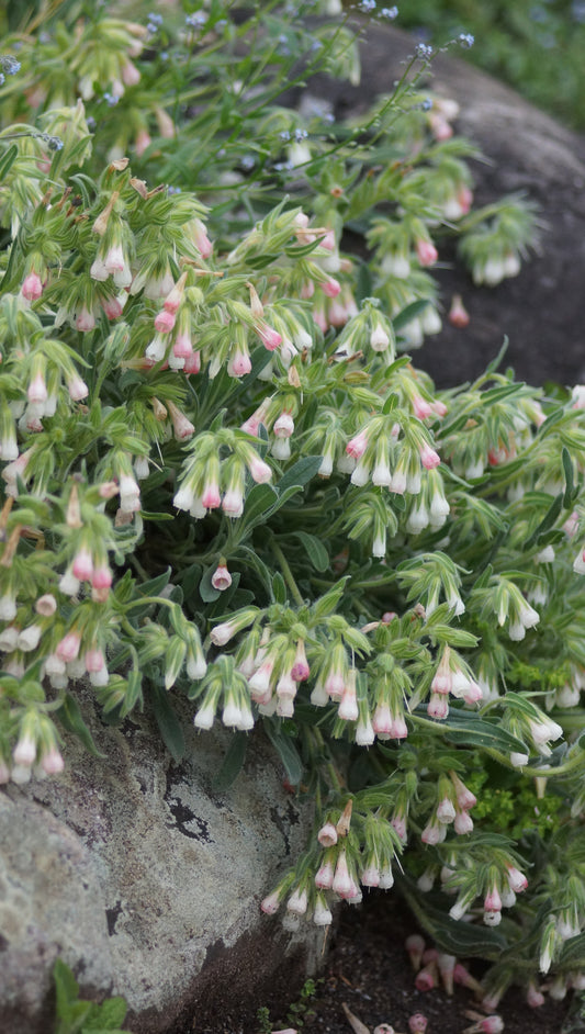 Onosma alborosea - Türkische Lotwurz