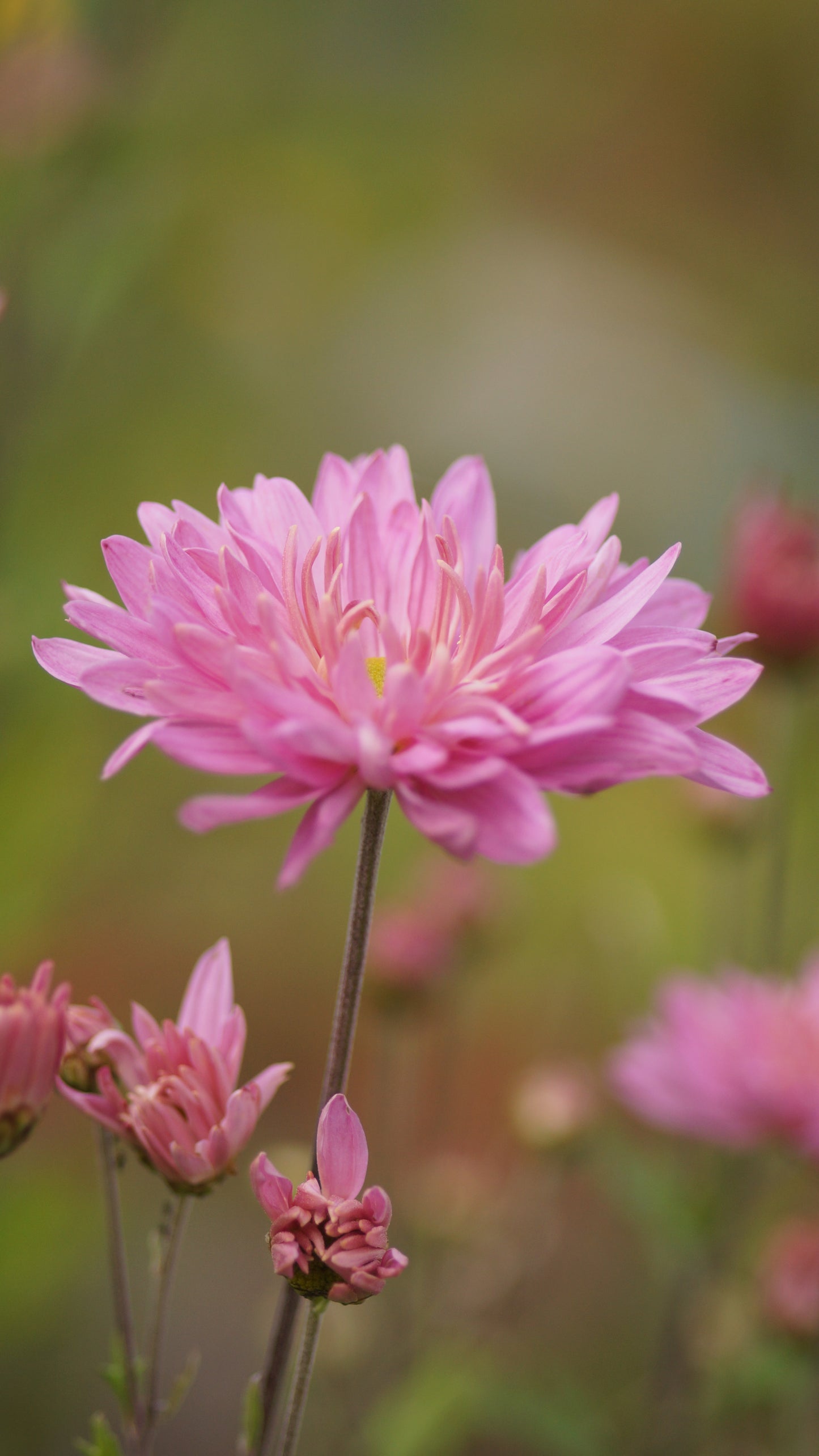 Chrysanthemum Indicum-Hybride 'Jeunesse' - Herbst-Chrysantheme