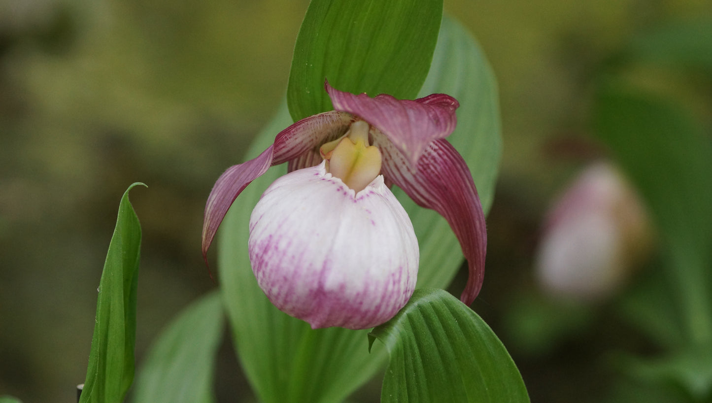 Cypripedium 'Sabine' - Frauenschuh