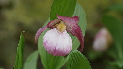 Cypripedium 'Sabine' - Frauenschuh