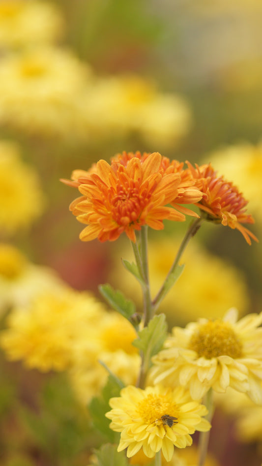 Chrysanthemum Indicum-Hybride 'Vreneli' - Herbst-Chrysantheme