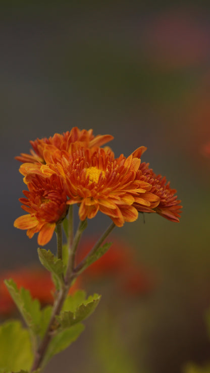 Chrysanthemum Indicum-Hybride 'Vreneli' - Herbst-Chrysantheme