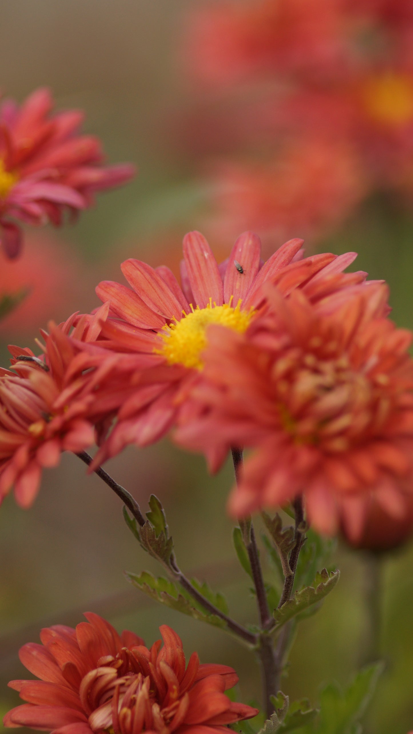 Chrysanthemum Indicum-Hybride 'Arcadia' - Herbst-Chrysantheme