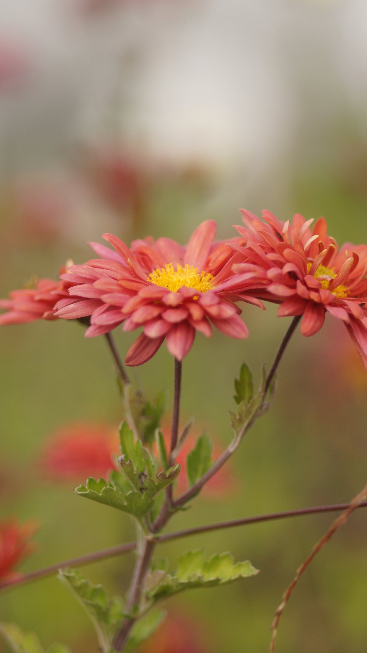 Chrysanthemum Indicum-Hybride 'Arcadia' - Herbst-Chrysantheme