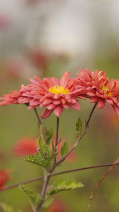 Chrysanthemum Indicum-Hybride 'Arcadia' - Herbst-Chrysantheme