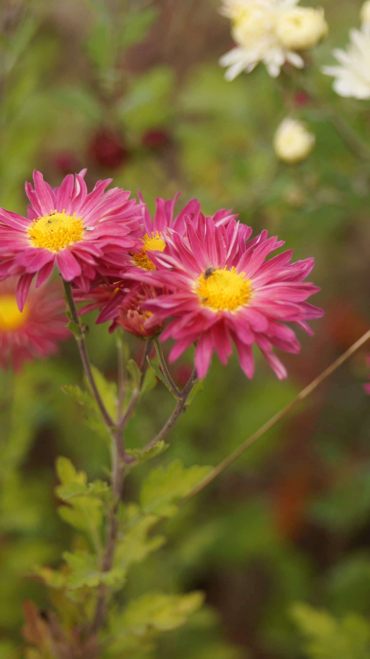 Chrysanthemum Indicum-Hybride 'Elisabeth' - Herbst-Chrysantheme