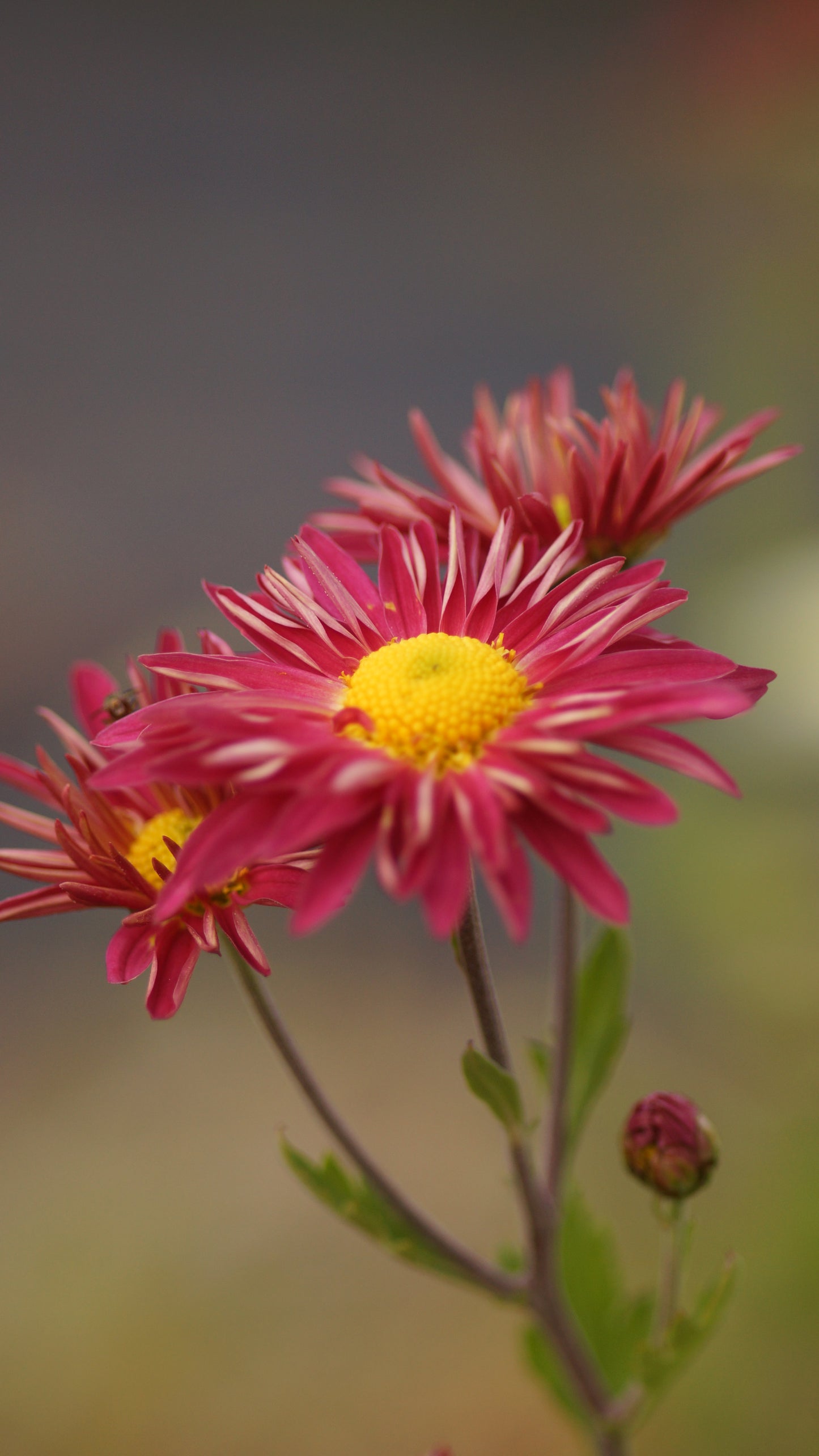 Chrysanthemum Indicum-Hybride 'Elisabeth' - Herbst-Chrysantheme
