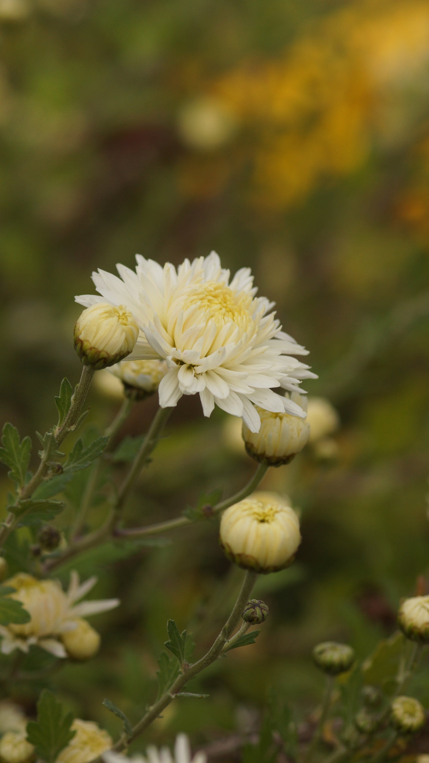 Chrysanthemum Indicum-Hybride 'Thurgau' - Herbst-Chrysantheme