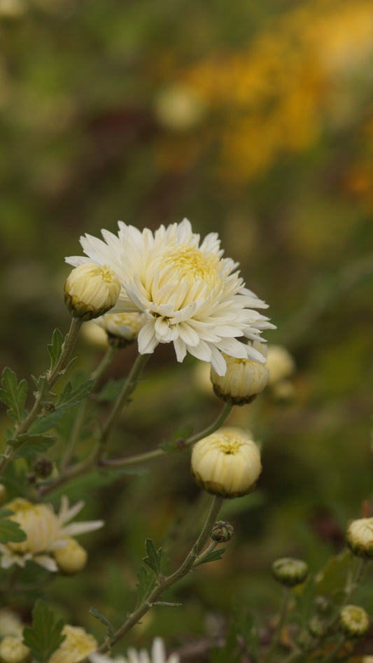 Chrysanthemum Indicum-Hybride 'Thurgau' - Herbst-Chrysantheme