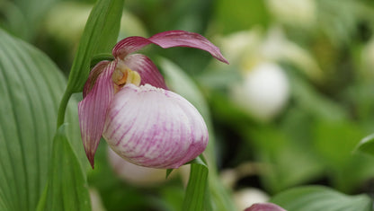 Cypripedium 'Sabine' - Frauenschuh
