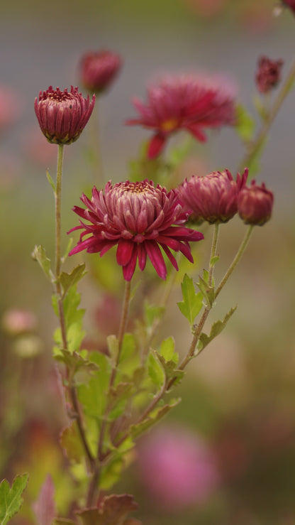 Chrysanthemum Indicum-Hybride 'Speer' - Herbst-Chrysantheme