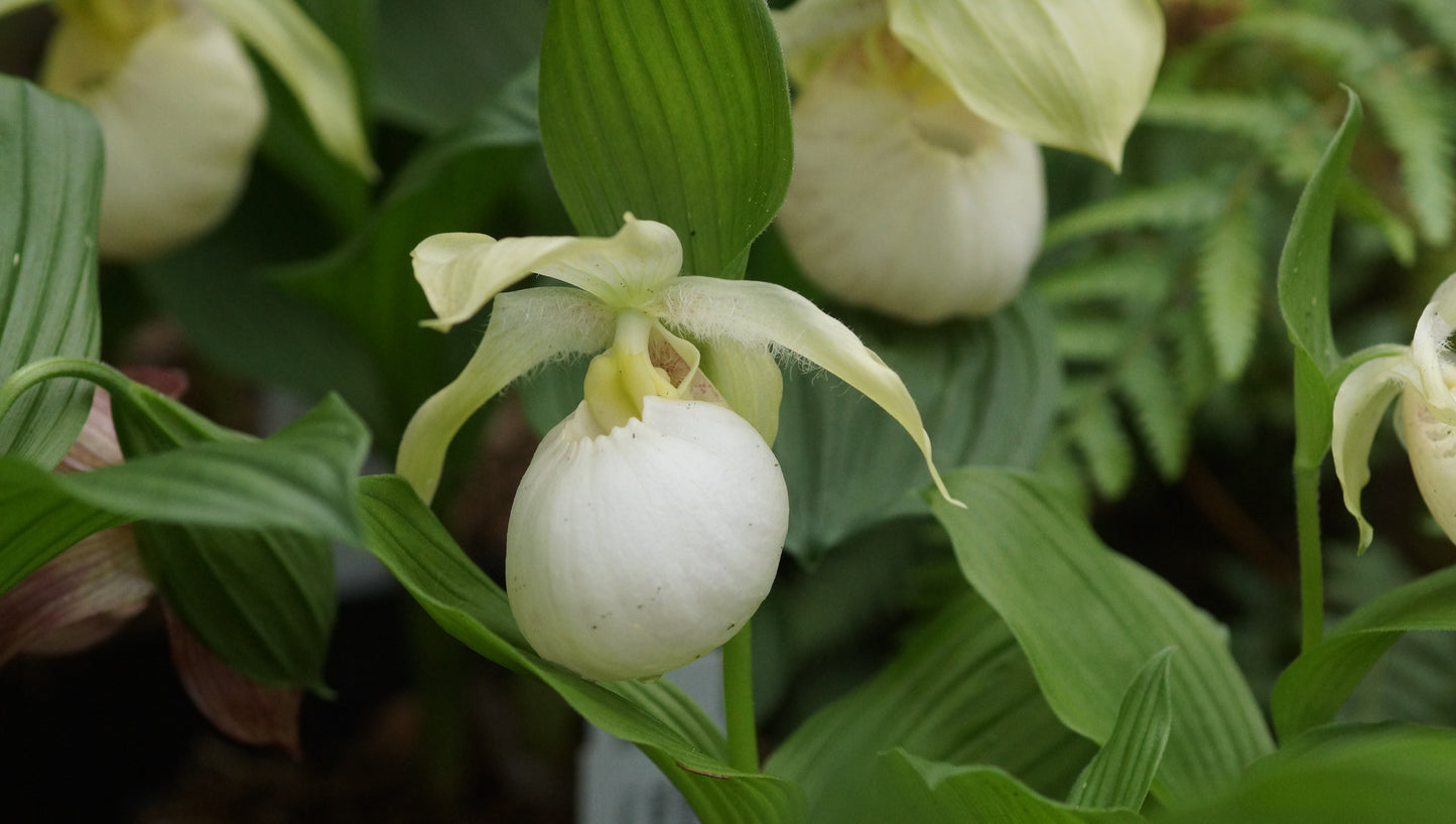 Cypripedium 'Sabine Weiss' - Frauenschuh