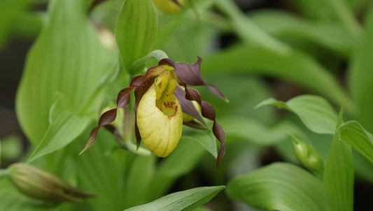 Cypripedium 'Emil' - Frauenschuh