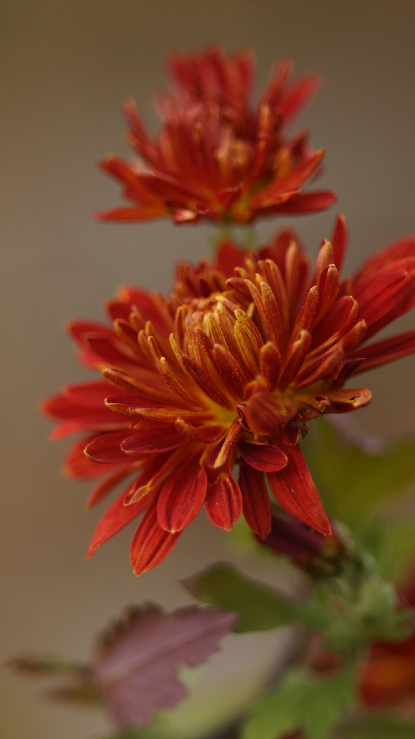 Chrysanthemum Indicum-Hybride 'Brennpunkt' - Herbst-Chrysantheme