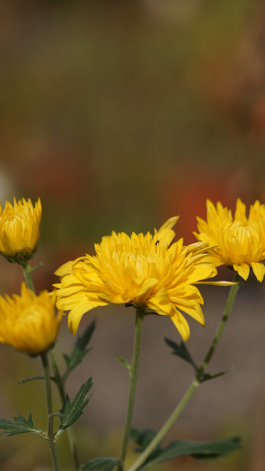 Chrysanthemum Indicum-Hybride 'Basel' - Herbst-Chrysantheme