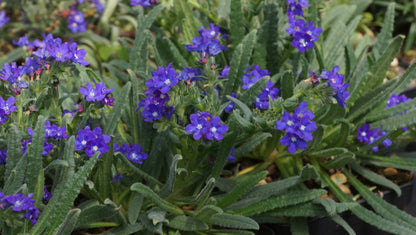 Anchusa cespitosa - Kretische Ochsenzunge