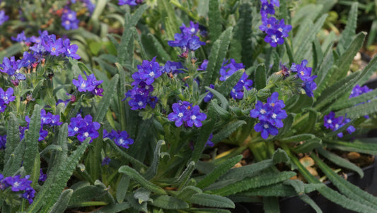 Anchusa cespitosa - Kretische Ochsenzunge