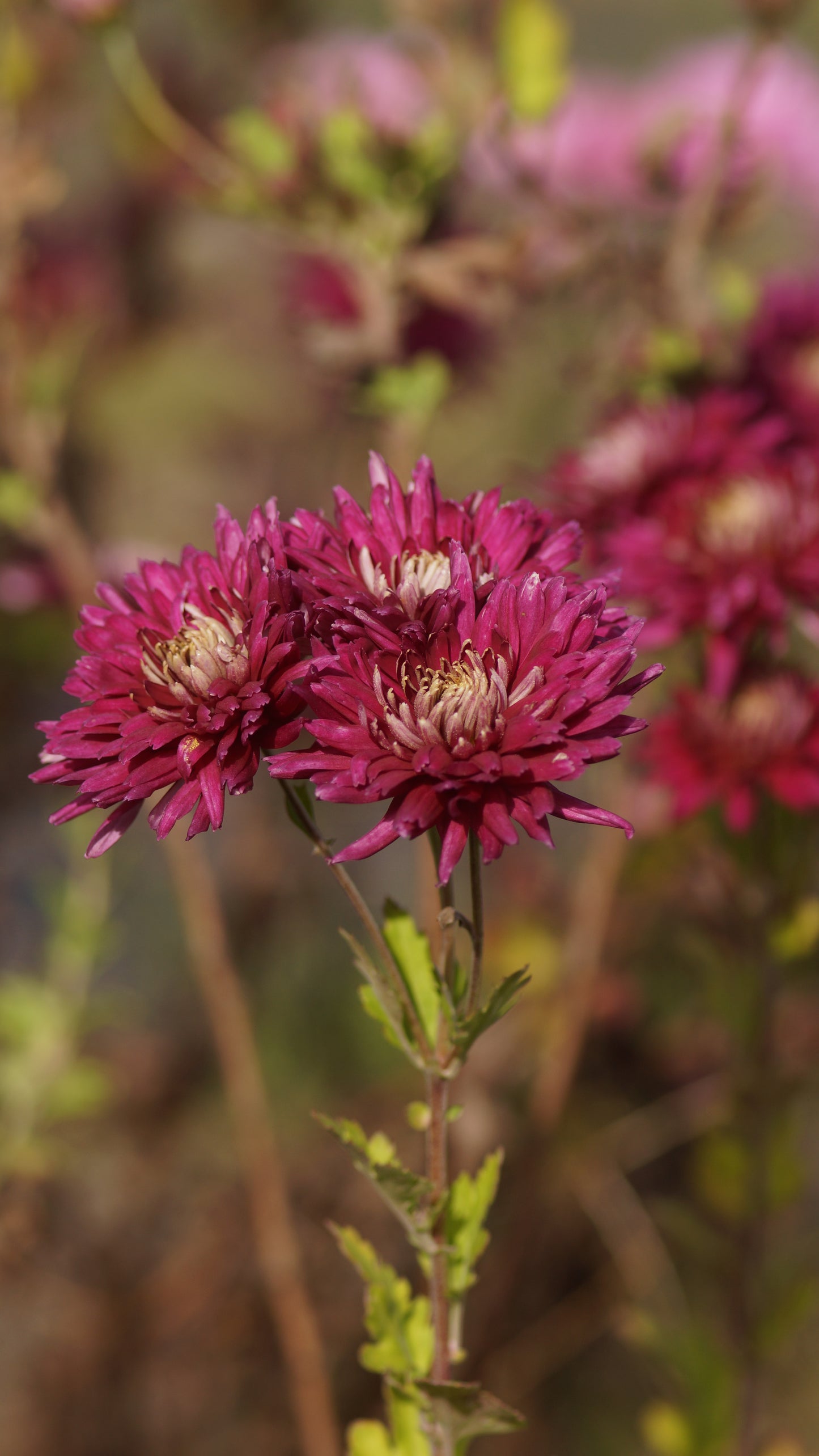 Chrysanthemum Indicum-Hybride 'Speer' - Herbst-Chrysantheme