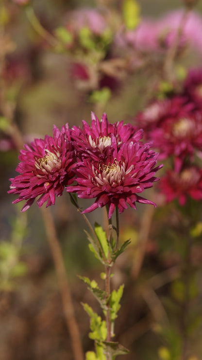 Chrysanthemum Indicum-Hybride 'Speer' - Herbst-Chrysantheme