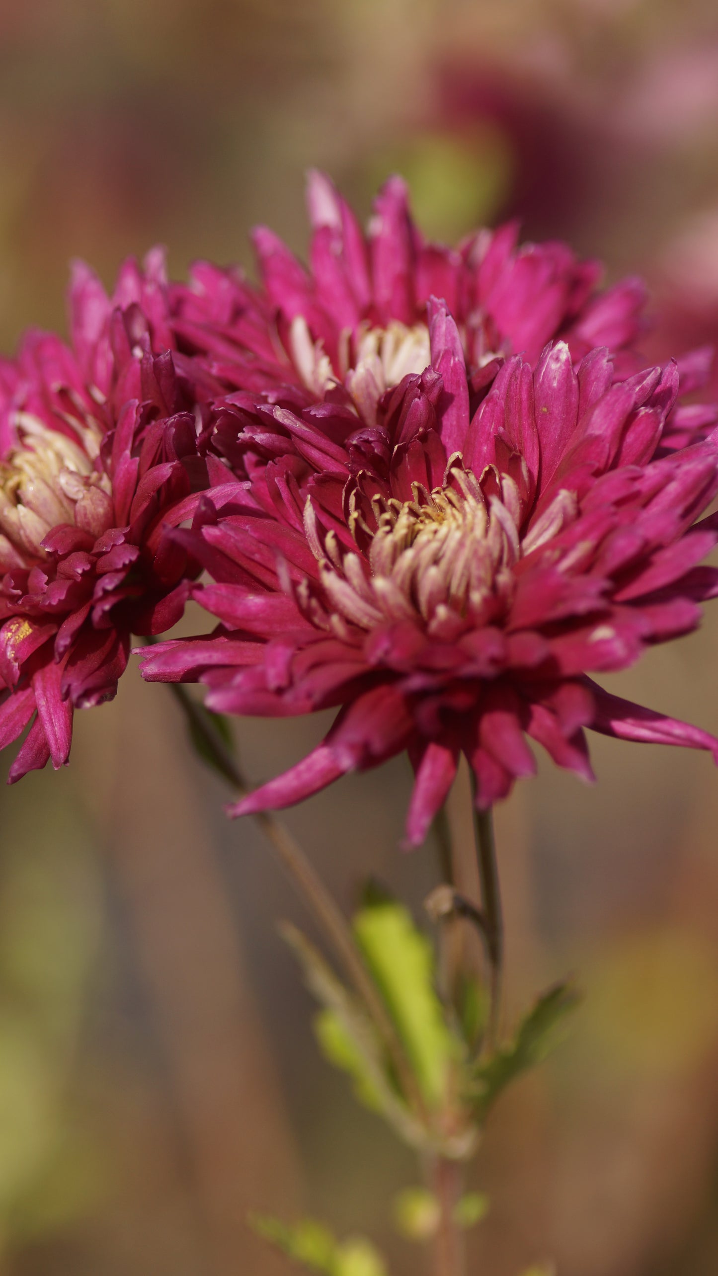 Chrysanthemum Indicum-Hybride 'Speer' - Herbst-Chrysantheme