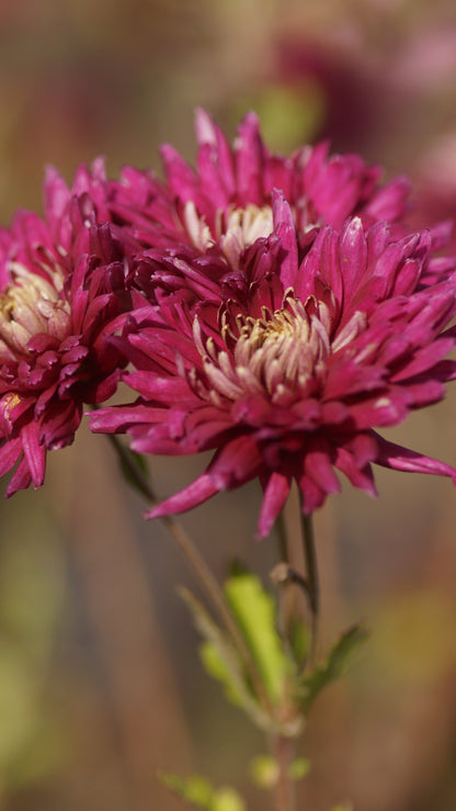 Chrysanthemum Indicum-Hybride 'Speer' - Herbst-Chrysantheme
