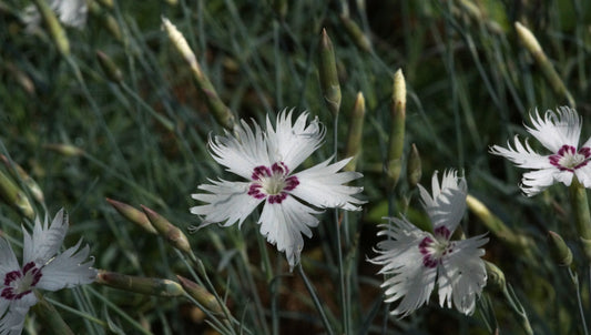 Dianthus gratianopolitanus 'Star Guardian' - Pfingst-Nelke
