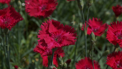 Dianthus gratianopolitanus 'Emmen' - Pfingst-Nelke