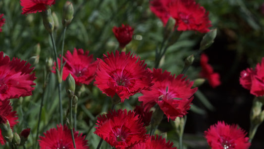 Dianthus gratianopolitanus 'Emmen' - Pfingst-Nelke