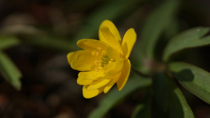 Anemone ranunculoides 'Semiplena' - Gelbes Buschwindröschen
