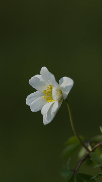 Anemone nemorosa 'Hilda' - Buschwindröschen